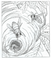 A coloring page of nature in the backyard